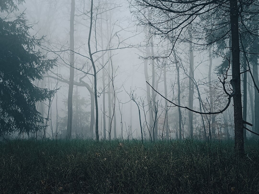 dark foggy forest at night